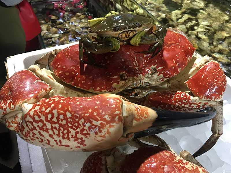 Chiêm ngưỡng và thưởng thức loại Cua TASMANIA lớn nhất và đắt nhất thế giới Chiêm ngưỡng và thưởng thức loại Cua TASMANIA lớn nhất và đắt nhất thế giới